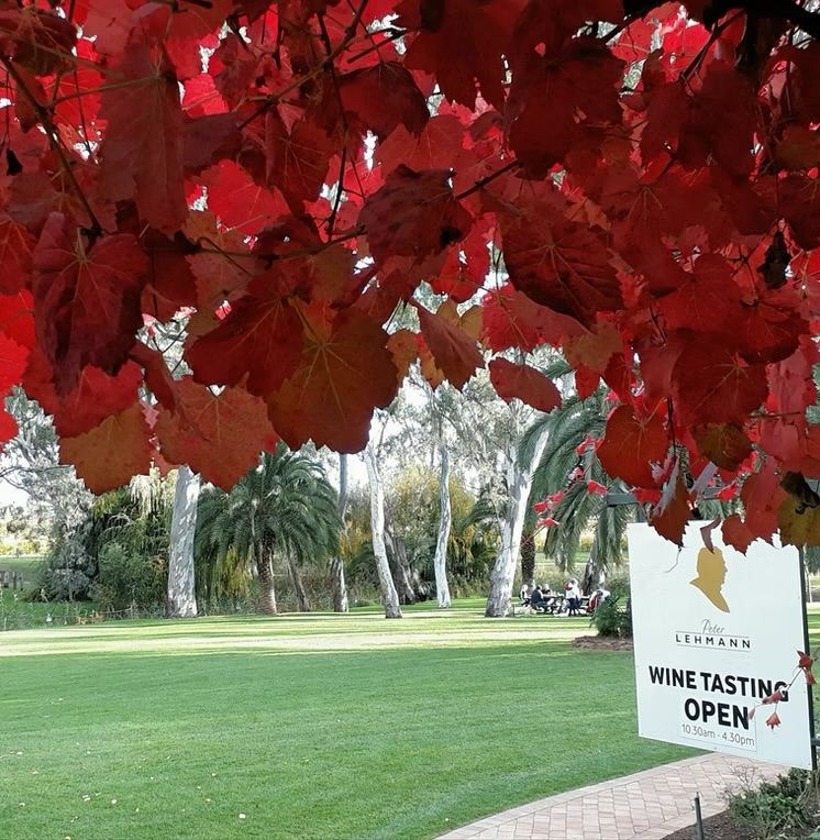 Red autumn vine leaves hanging over a cellar door lawn with a wine tasting open sign in the Barossa Valley